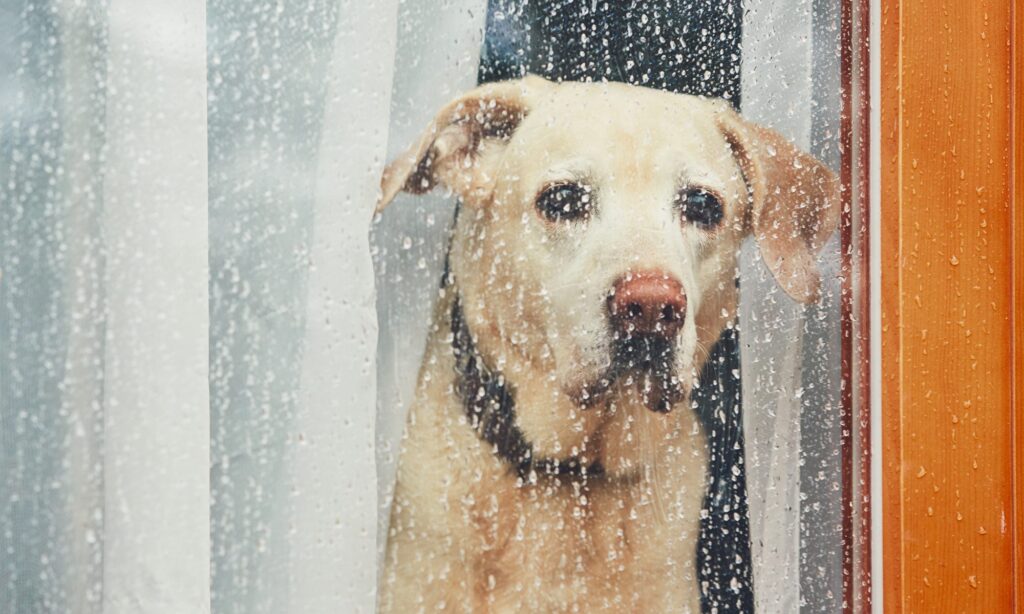 Keeping your pups amused during rainy winter weather
