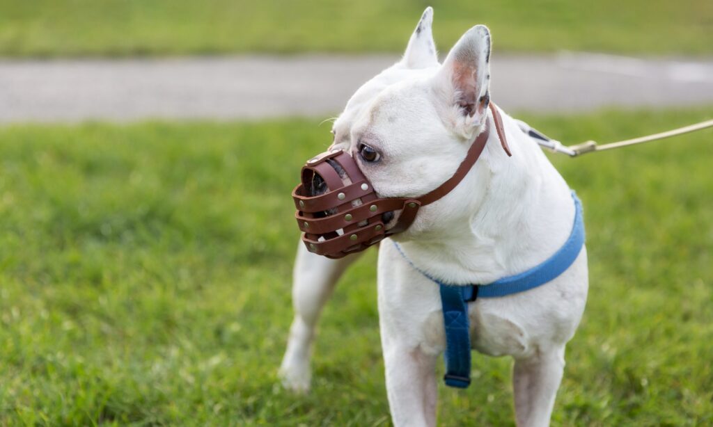 Preparing your reactive dog for a visit to the vet