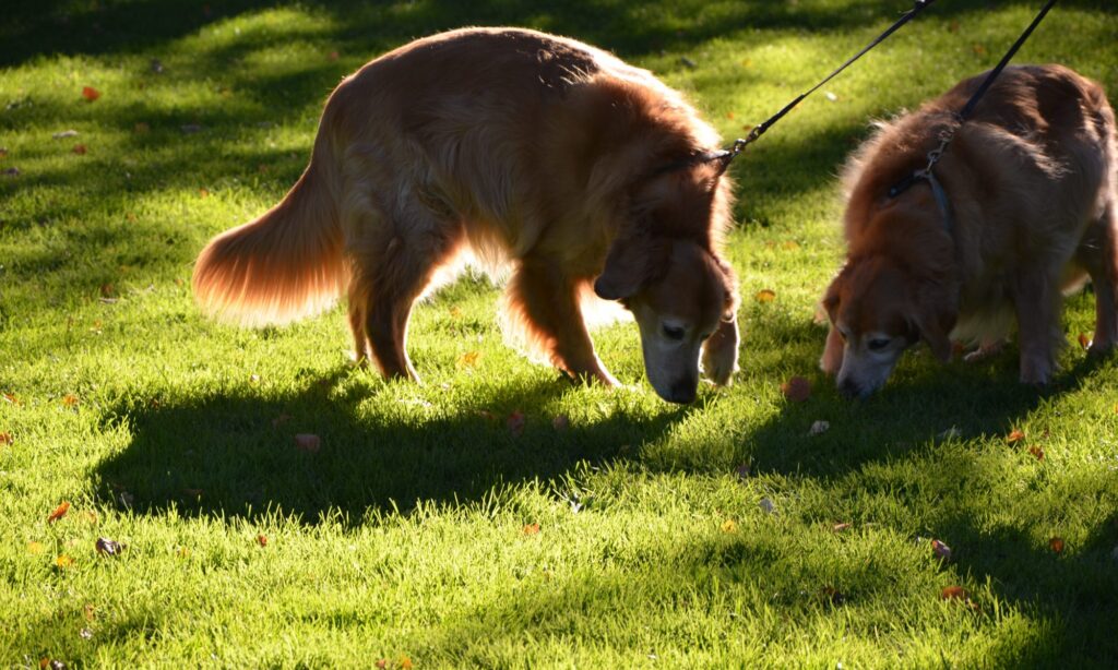 Why do dogs love sniffing?