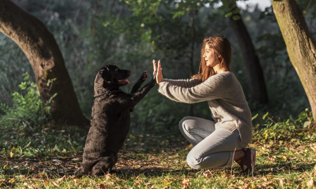 Sniffspace – The importance of training for dogs