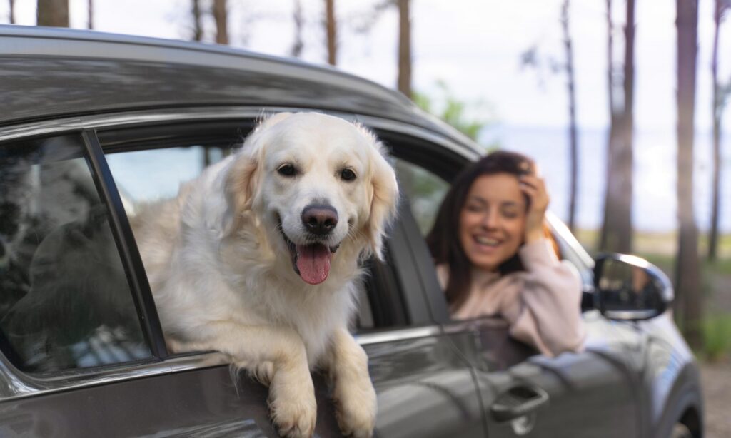 Sniffspace: A safe haven for travelling pups