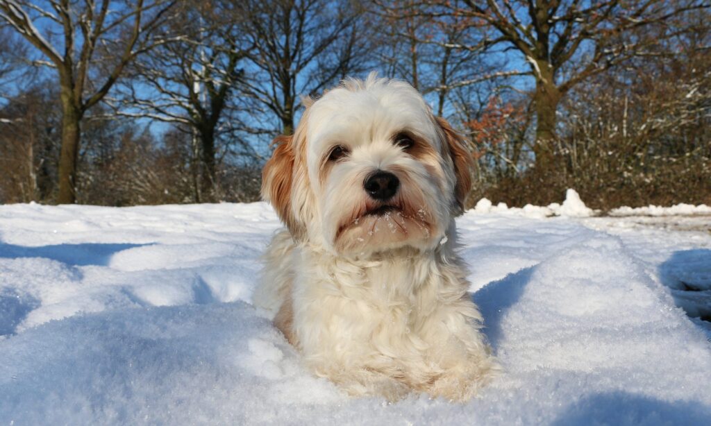 Winter care for your furry friends: Keeping your pups warm and cozy