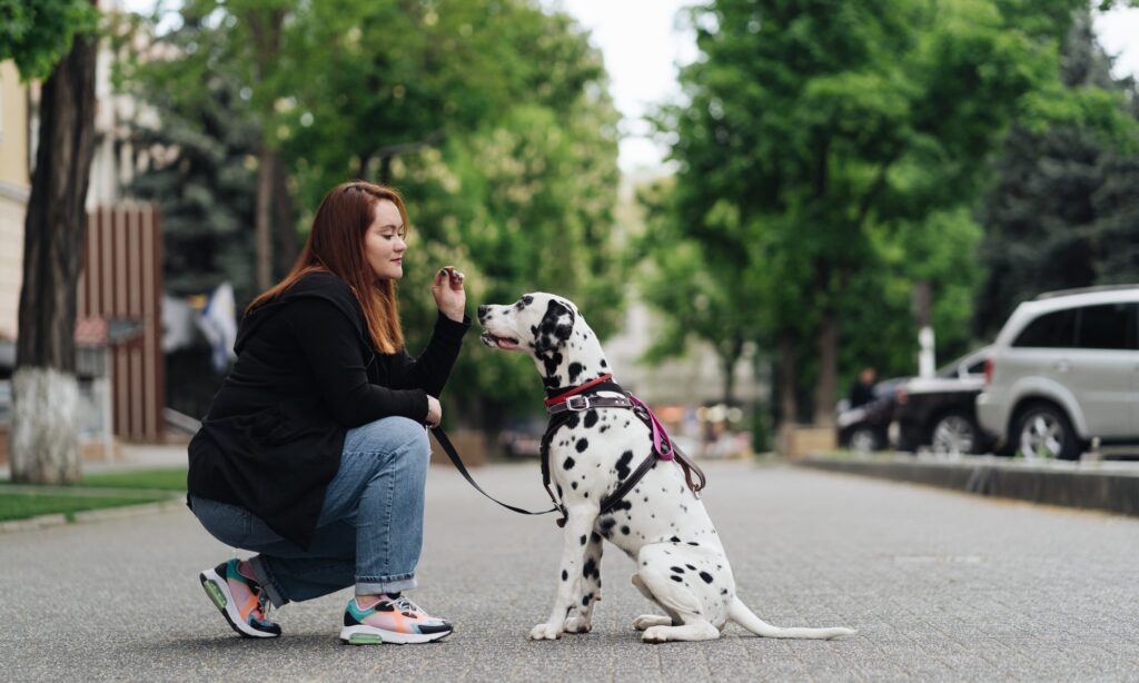 How to make your dog smarter