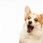 “Fur, Paws and Whiskers: Taking a Look at the Quirky World of Canine Behaviour”