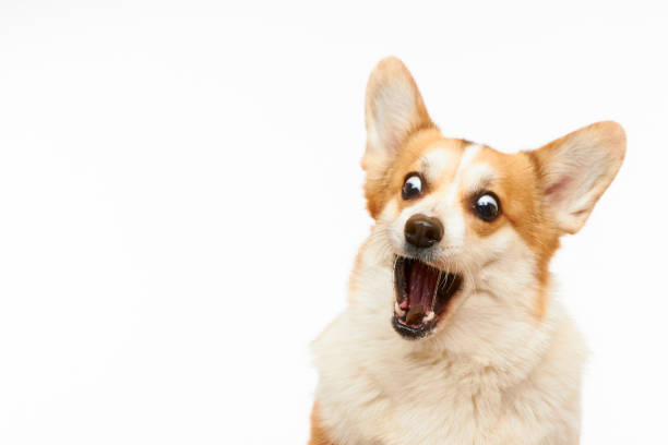 “Fur, Paws and Whiskers: Taking a Look at the Quirky World of Canine Behaviour”